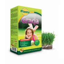 Trawa Gracja - Planta