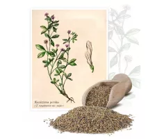 Koniczyna perska (Triforium resupinatum L.) - Planta