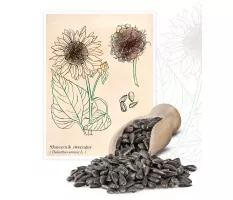 Słonecznik zwyczajny (Helianthus annuus) - Planta