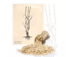 Perz właściwy (Elymus repens) - Planta