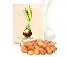 Cebula dymka (Alium cepa L.) - Planta