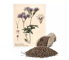 Facelia błękitna (Phacelia tanacetifolia) - Planta