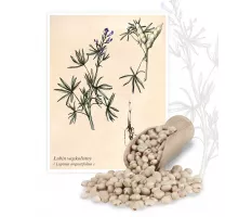 Łubin wąskolistny (Lupinus angustifolius) - Planta