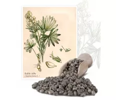 Łubin żółty (Lupinus luteus L.) - Planta