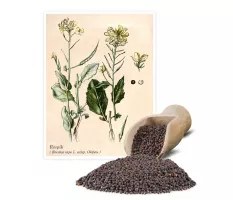 Rzepik (Brassica rapa L. subsp. Oleifera) - Planta