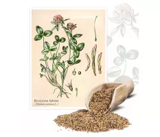 Koniczyna łąkowa (Triforium pratense L.) - Planta