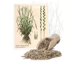 Życica wielokwiatowa (Lolium multiflorum Lam.) - Planta