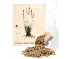 Kostrzewa owcza (szczeciniasta) (Festuca ovina ssp. Duriuscula(L.)Koch) - Planta