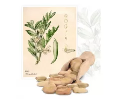 Bób (Vicia faba) - Planta