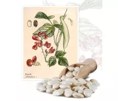 Fasola (Phaseolus L.) - Planta