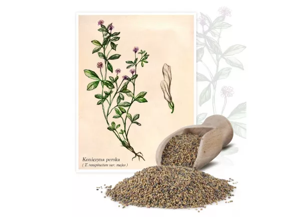 Koniczyna perska (Triforium resupinatum L.) - Planta