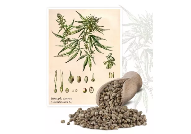 Konopie siewne (Cannabis Sativa L.) - Planta