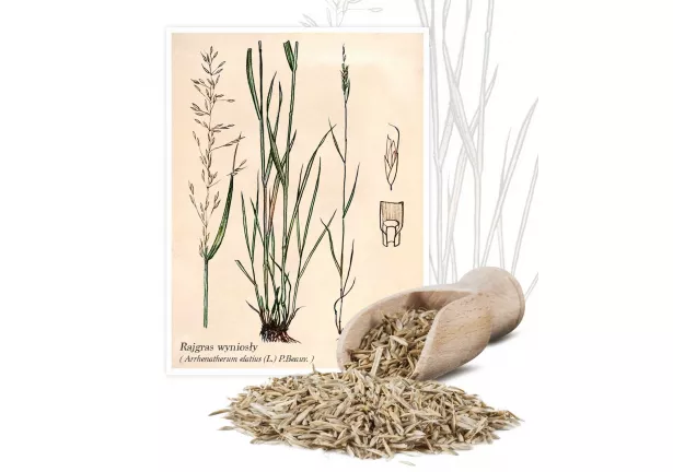 Rajgras wyniosły (Arrhenatherum elatius (L.)P.BEAUV.) - Planta