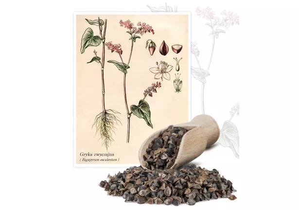 Gryka zwyczajna (Fagopyrum esculentum) - Planta