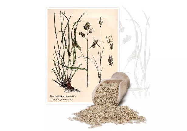 Kupkówka pospolita (Dactylis glomerata) - Planta