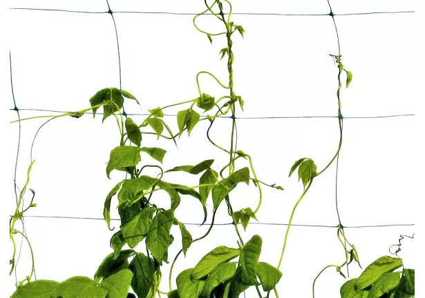 Siatka do roślin pnących Plantina 1,5x20m