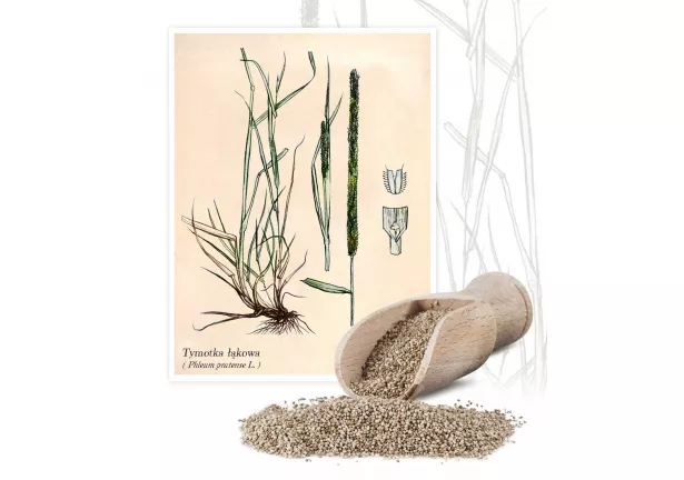 Tymotka łąkowa - Planta