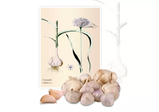Czosnek (Allium L.) - Planta