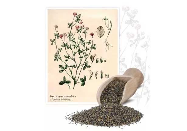 Koniczyna szwedzka (Triforium hybridum) - Planta