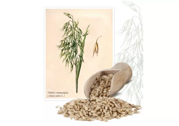 Owies zwyczajny (Avena sativa L.) - Planta