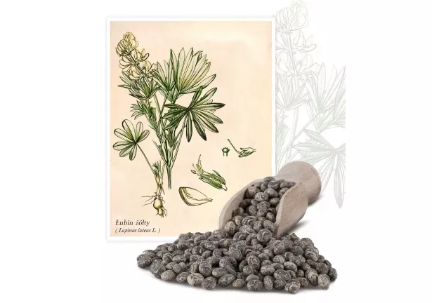 Łubin żółty (Lupinus luteus L.) - Planta