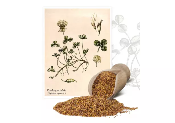 Koniczyna biała (Triforium repens L.) - Planta