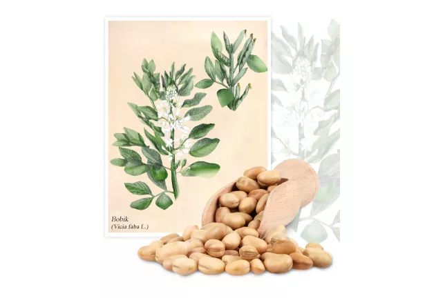 Bobik (Vicia faba L.(partim.)) - Planta