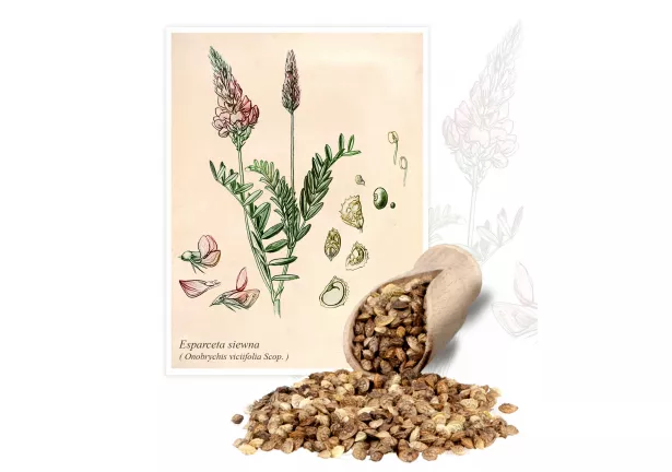 Esparceta siewna (Onobrychis viciifolia) - Planta
