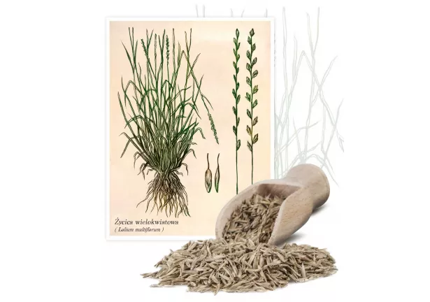 Życica wielokwiatowa (Lolium multiflorum Lam.) - Planta