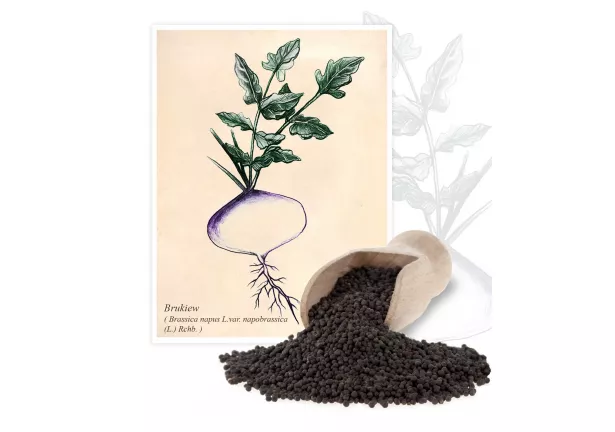 Brukiew (Brassica napus L.var. napobrassica (L.) Rchb.) - Planta