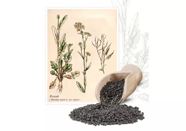 Rzepak (Brassica napus L. var. napus) - Planta