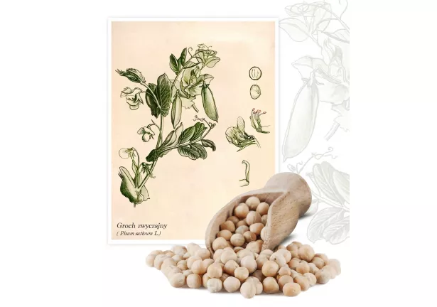 Groch siewny (Pisum sativum) - Planta