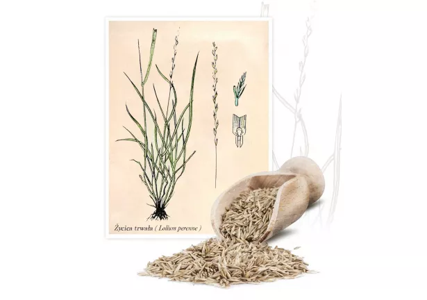 Życica trwała - Planta