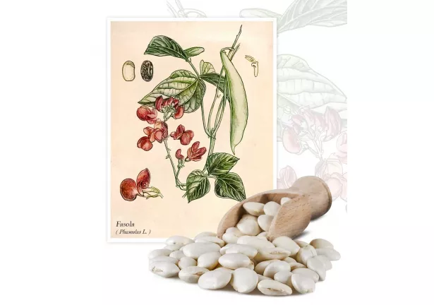 Fasola (Phaseolus L.) - Planta