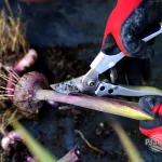 Wykopywanie i zimowanie kłączy i cebul roślin wrażliwych na mróz