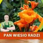 Jak budzić pacioreczniki?