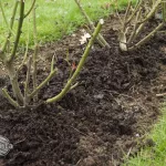 Kopczykowanie roślin