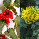 Mahonia czy ostrokrzew -liściaste krzewy zimozielone w ogrodzie