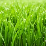 Jak prawidłowo podlewać trawnik