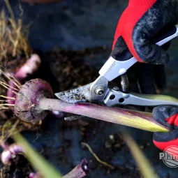 Wykopywanie i zimowanie kłączy i cebul roślin wrażliwych na mróz