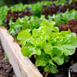 Co posiać po zbiorze wczesnych warzyw