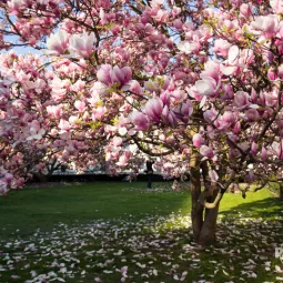 Magnolia – wiosenna królowa ogrodu