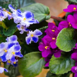 Fiołek afrykański - kwitnąca roślina pokojowa