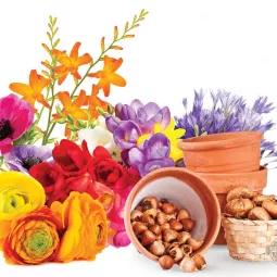 Terminy sadzenia roślin cebulowych kwitnących latem