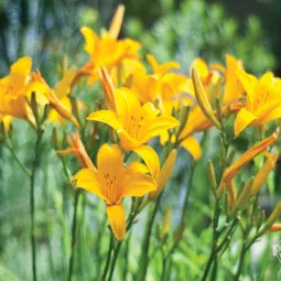 Rośliny cebulowe kwitnące latem - charakterystyka i pielęgnacja cz.3