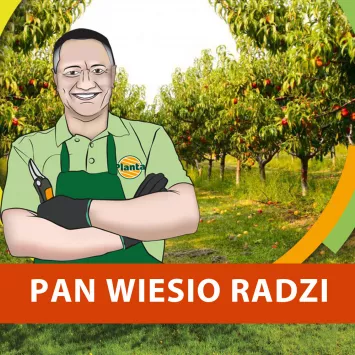 Kiedy zabezpieczyć brzoskwinie przed kędzierzawością