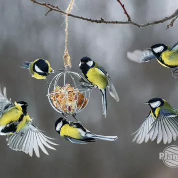 Jak wybrać karmnik dla ptaków