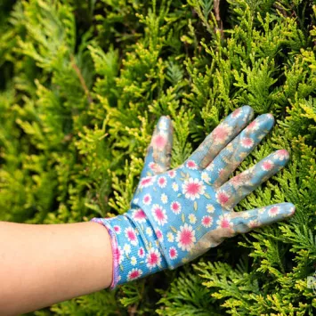 Tuje uschnięte wewnątrz krzewu a nawóz przeciw brązowieniu liści