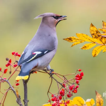Ptasia stołówka bez karmnika