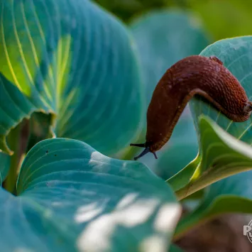 Ślimaki w ogrodzie - sposoby zwalczania
